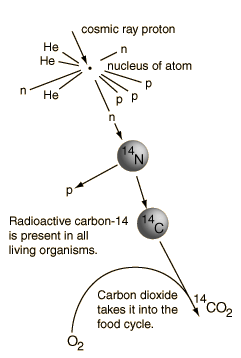 What Is Carbon 14 Radiometric Dating Used For